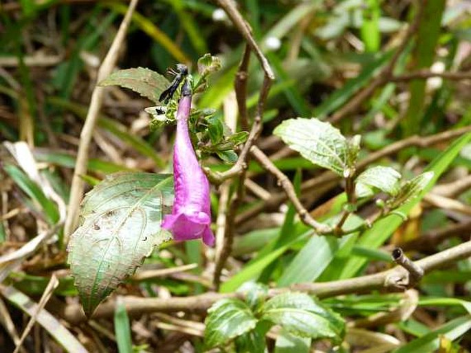 Strobilanthes hamiltoniana