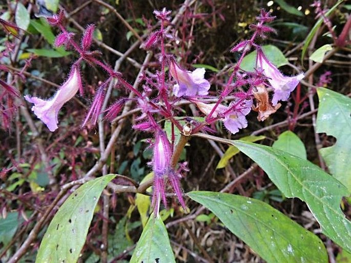 STROBILANTHES PULCHERRIMA T. Anderson