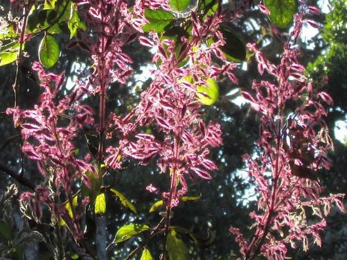 Strobilanthes pulcherrima