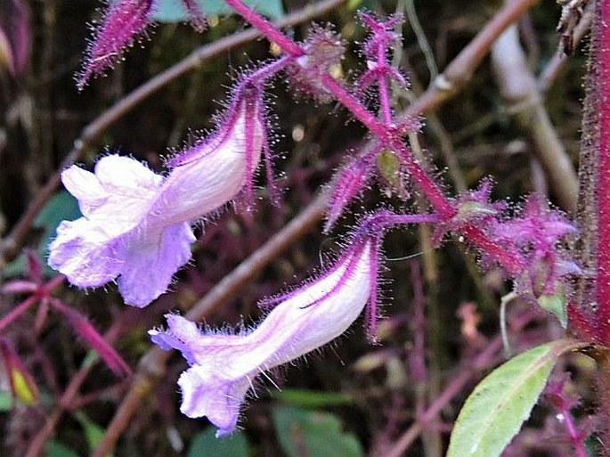 Strobilanthes pulcherrima