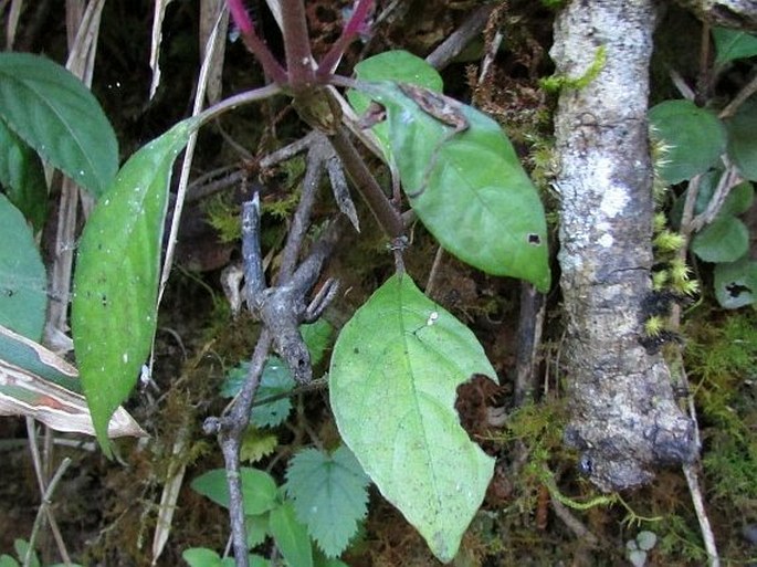 Strobilanthes pulcherrima