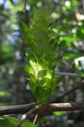 Strobilanthes lurida