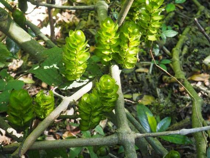 Strobilanthes lurida