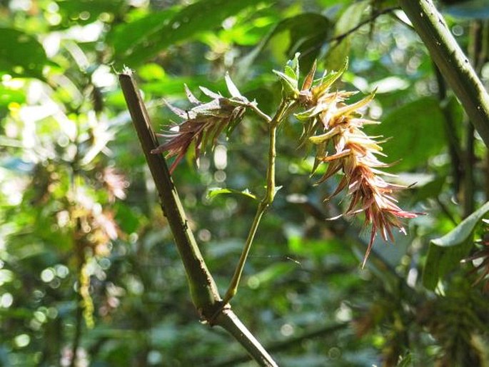 STROBILANTHES MICRANTHA Wright