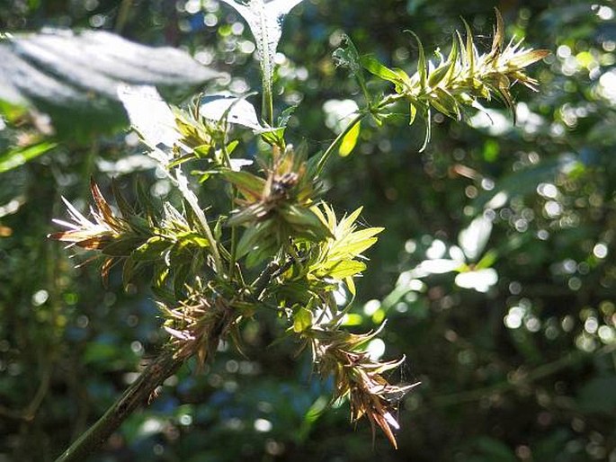 Strobilanthes micrantha