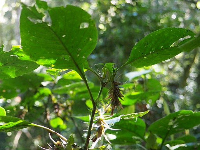 Strobilanthes micrantha