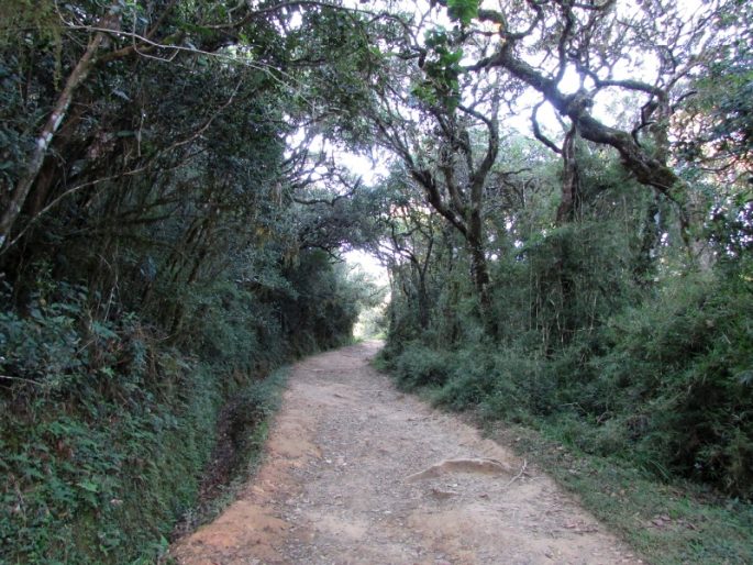 Strobilanthes viscosa