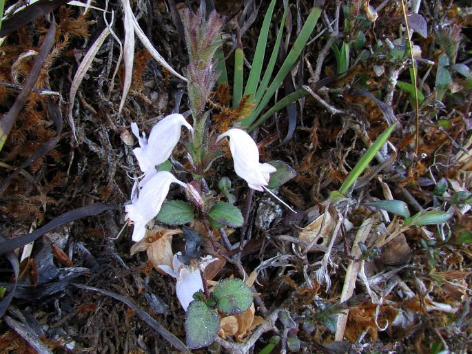 Strobilanthes viscosa