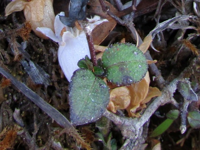 Strobilanthes viscosa