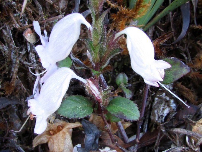 Strobilanthes viscosa