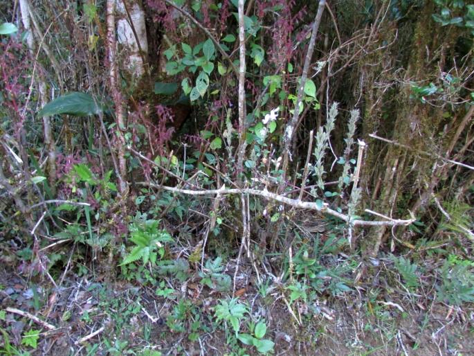 Strobilanthes viscosa