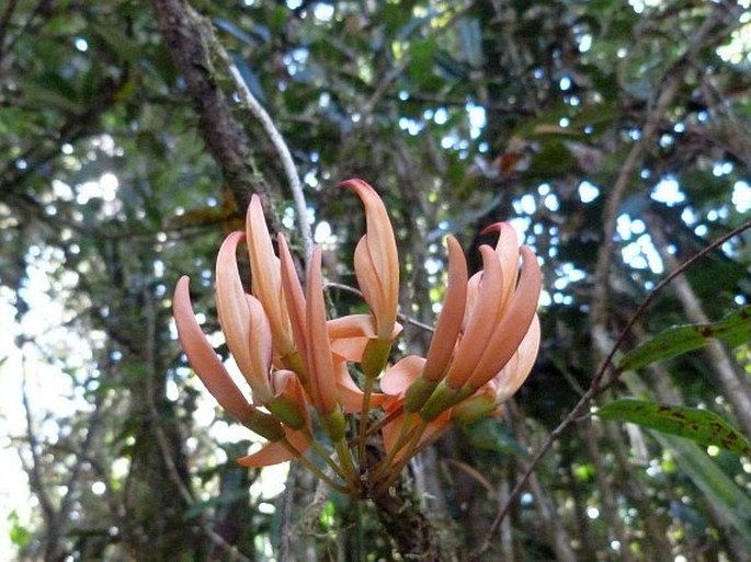 Strongylodon madagascariensis