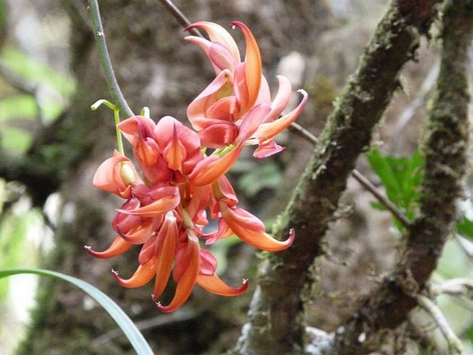 Strongylodon madagascariensis