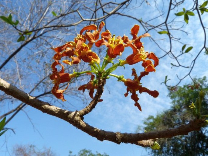 STROPHANTHUS BOIVINII Baill. - krutikvět