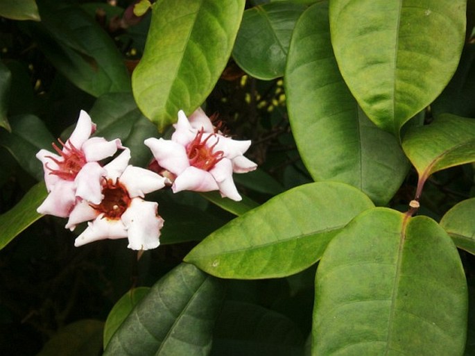 STROPHANTHUS GRATUS (Wall. et Hook.) Baill - krutikvět cenný