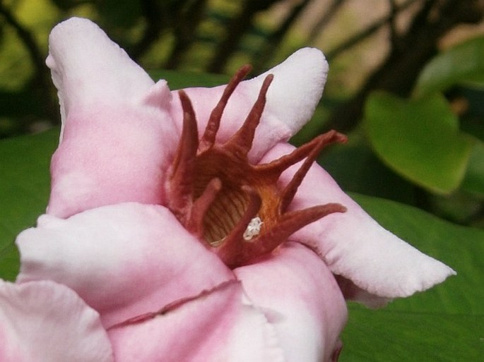 Strophanthus gratus