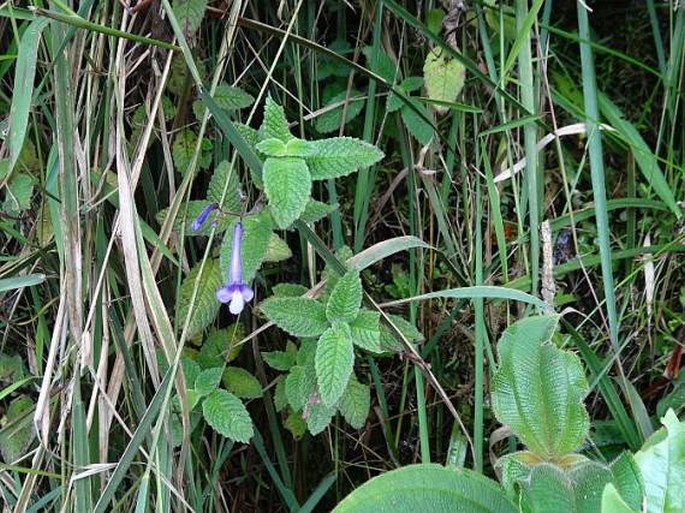 Streptocarpus hilsenbergii