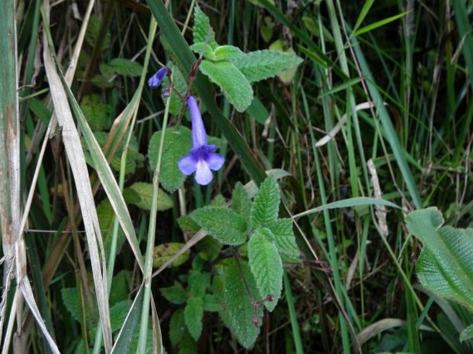 STREPTOCARPUS HILSENBERGII R. Br. - krutiplod