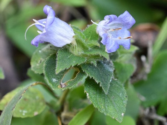 Strobilanthes pulneyensis