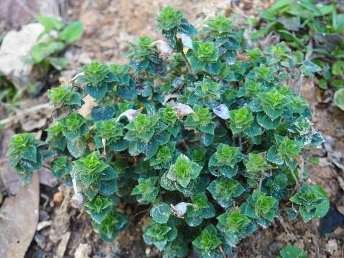 Strobilanthes pulneyensis