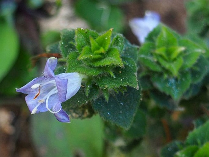 STROBILANTHES PULNEYENSIS C. B. Clarke