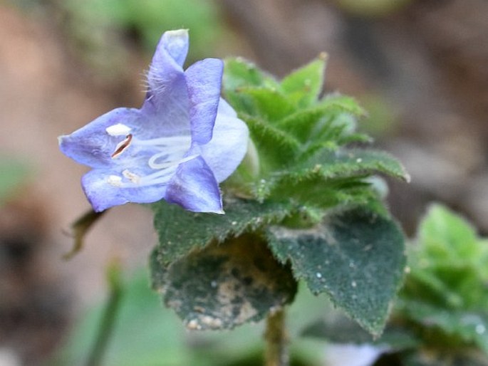 Strobilanthes pulneyensis