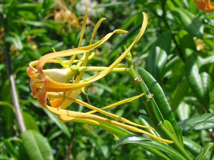 Strophanthus speciosus