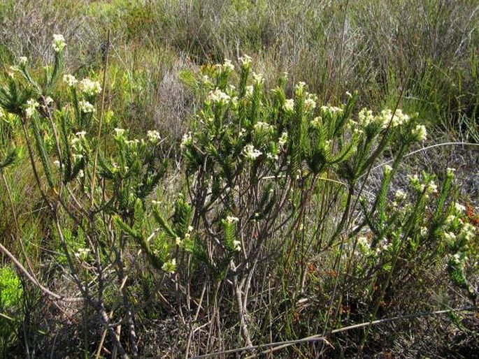 Struthiola ciliata