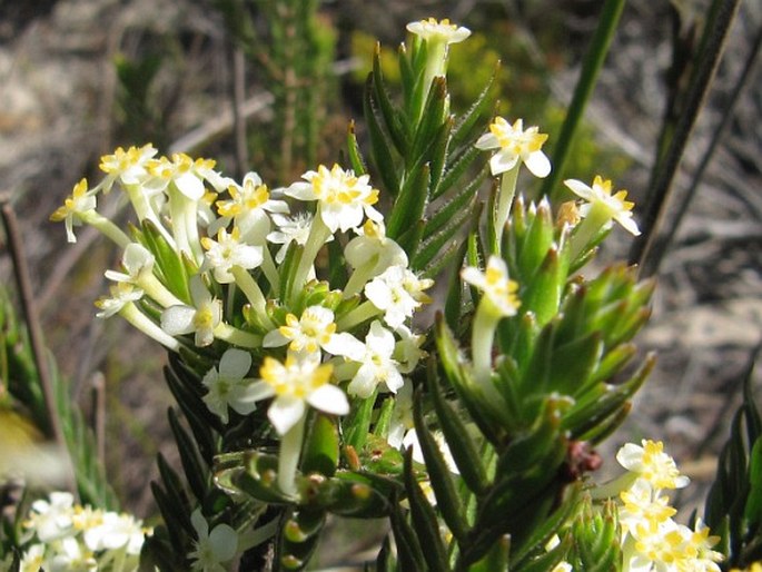 Struthiola ciliata