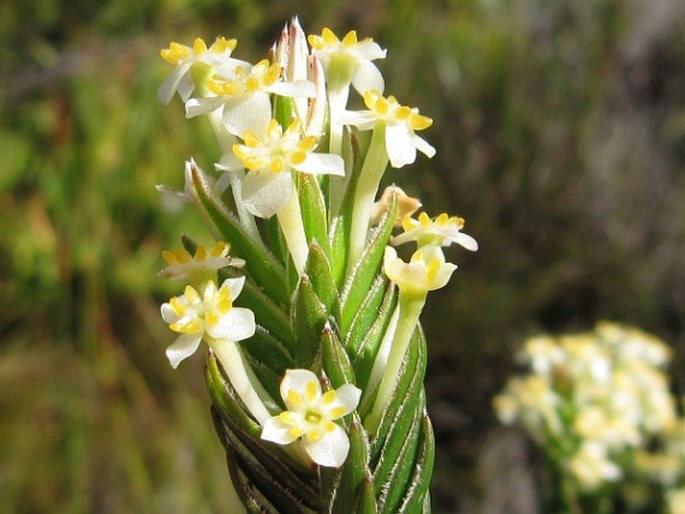 Struthiola ciliata