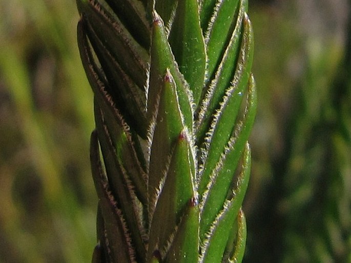 Struthiola ciliata