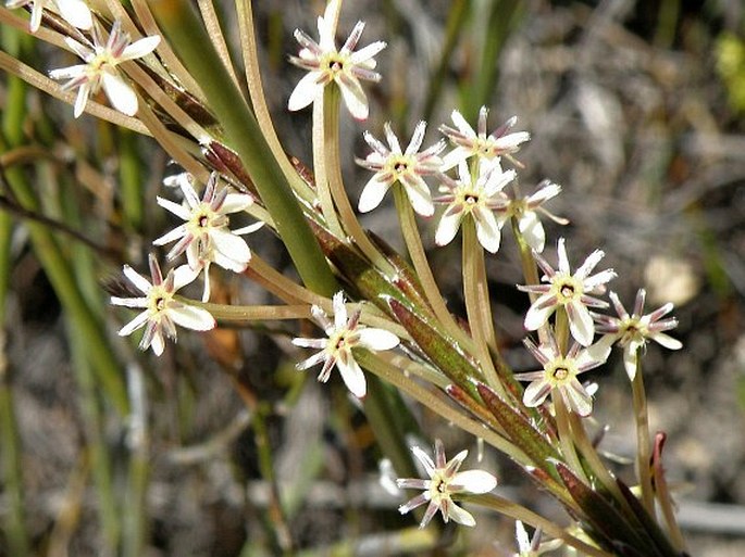 Struthiola eckloniana