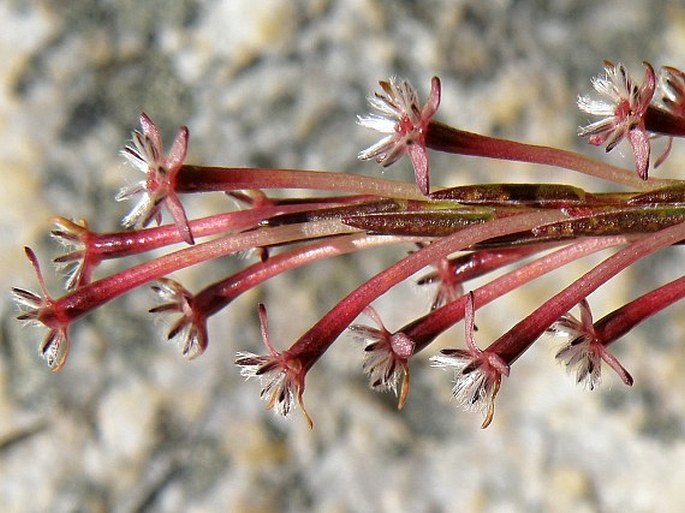 Struthiola eckloniana