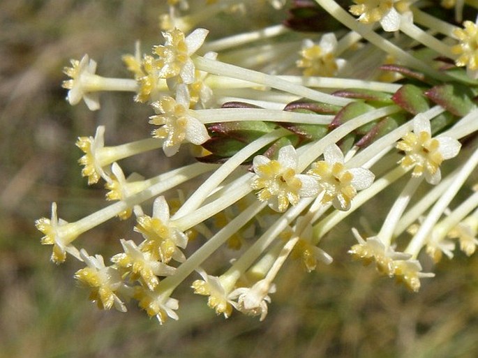 Struthiola hirsuta