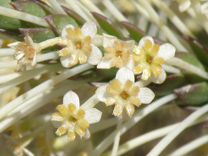 Struthiola hirsuta