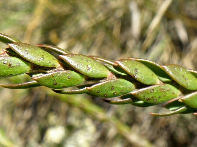 Struthiola hirsuta