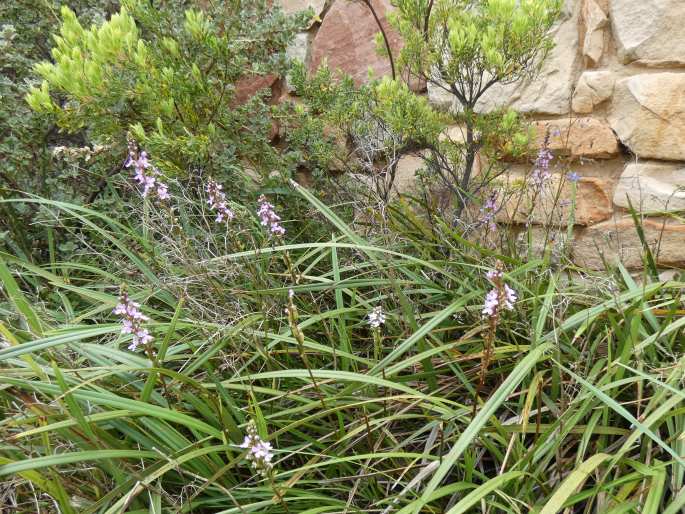 Stylidium armeria