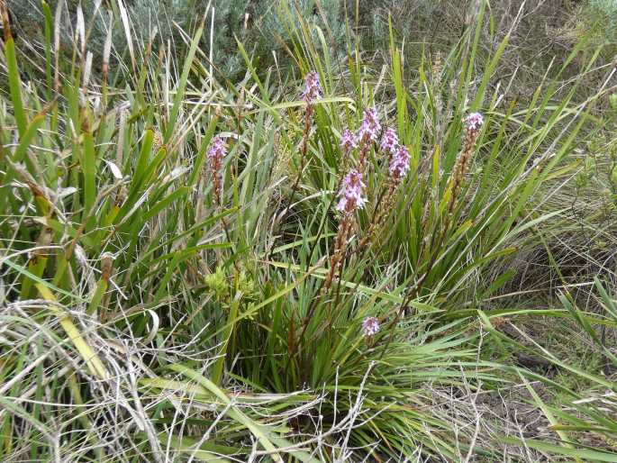 Stylidium armeria