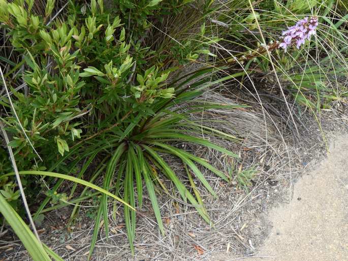 Stylidium armeria