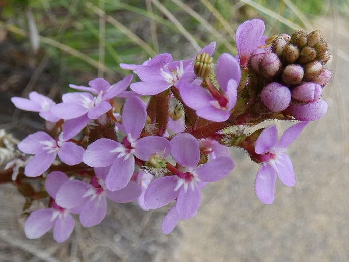 Stylidium armeria