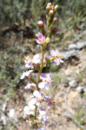 Stylidium graminifolium