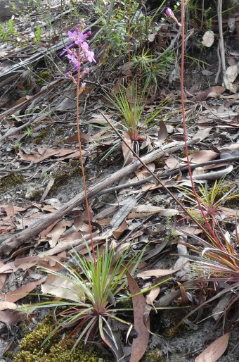 Stylidium graminifolium