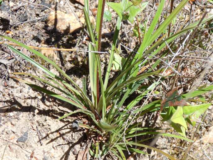 Stylidium graminifolium