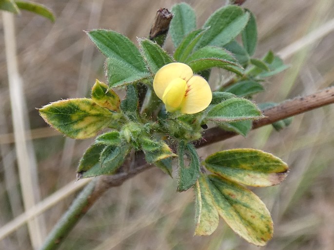 Stylosanthes scabra