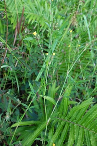 Stylosanthes guianensis