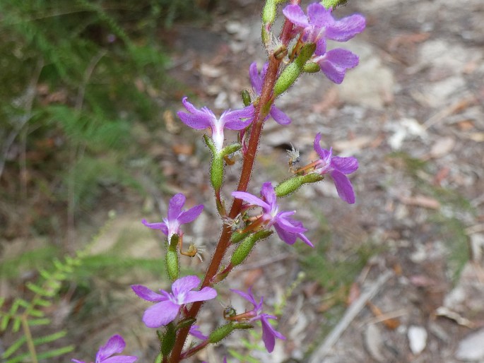 Stylidium productum