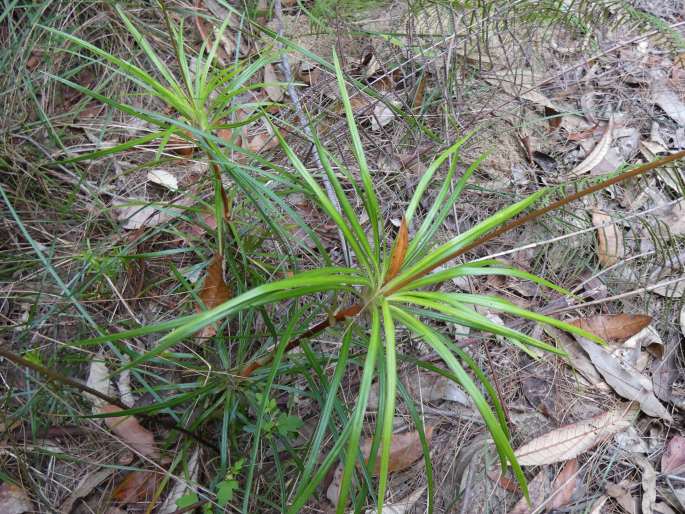 Stylidium productum