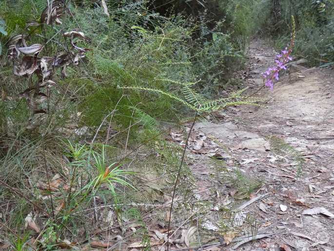 Stylidium productum