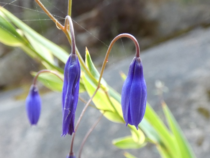 Stypandra glauca