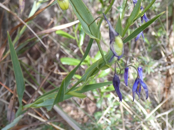 Stypandra glauca